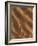 Sand Prints II-Art Wolfe-Framed Photographic Print