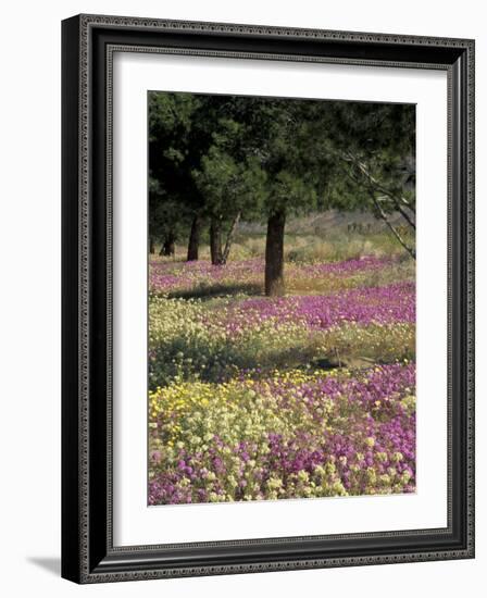 Sand Verbena and Brown-Eyed Primrose, Texas, USA-Adam Jones-Framed Photographic Print