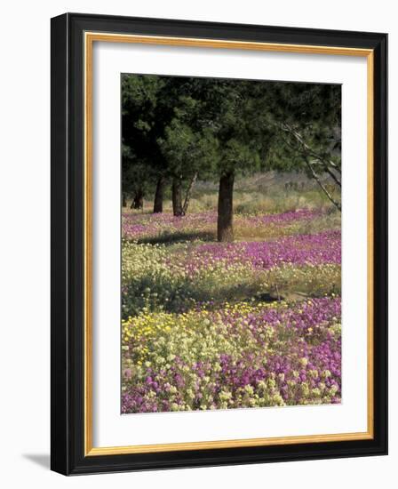 Sand Verbena and Brown-Eyed Primrose, Texas, USA-Adam Jones-Framed Photographic Print