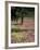 Sand Verbena and Brown-Eyed Primrose, Texas, USA-Adam Jones-Framed Photographic Print