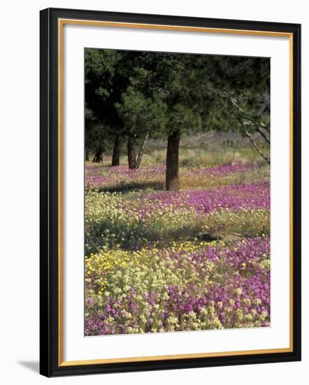 Sand Verbena and Brown-Eyed Primrose, Texas, USA-Adam Jones-Framed Photographic Print