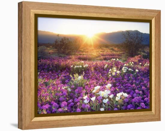 Sand Verbena and Dune Primrose Wildflowers at Sunset, Anza-Borrego Desert State Park, California-Christopher Talbot Frank-Framed Premier Image Canvas