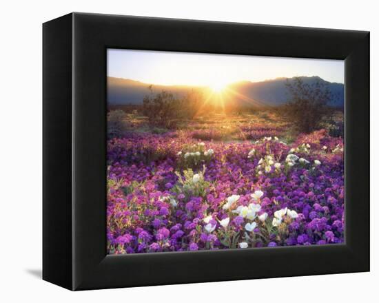 Sand Verbena and Dune Primrose Wildflowers at Sunset, Anza-Borrego Desert State Park, California-Christopher Talbot Frank-Framed Premier Image Canvas