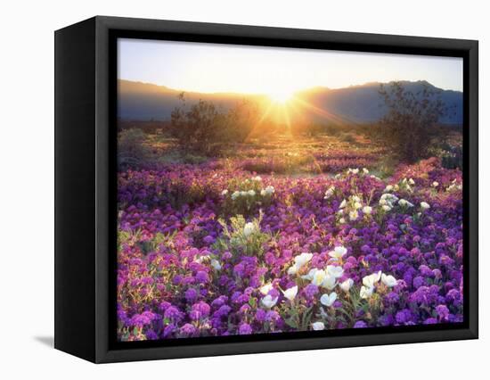 Sand Verbena and Dune Primrose Wildflowers at Sunset, Anza-Borrego Desert State Park, California-Christopher Talbot Frank-Framed Premier Image Canvas