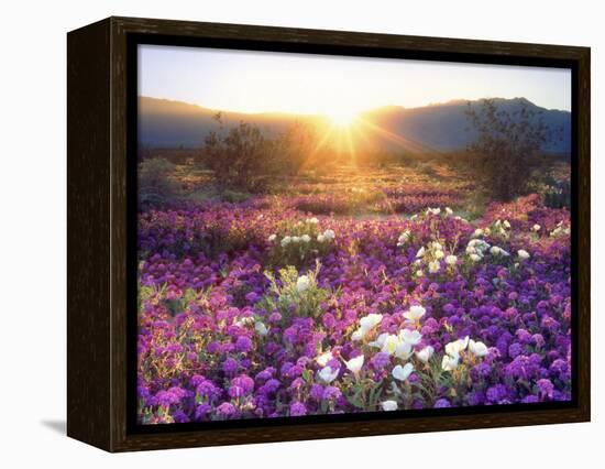 Sand Verbena and Dune Primrose Wildflowers at Sunset, Anza-Borrego Desert State Park, California-Christopher Talbot Frank-Framed Premier Image Canvas