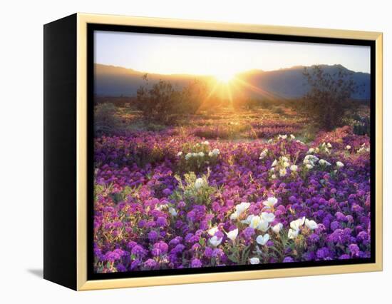 Sand Verbena and Dune Primrose Wildflowers at Sunset, Anza-Borrego Desert State Park, California-Christopher Talbot Frank-Framed Premier Image Canvas