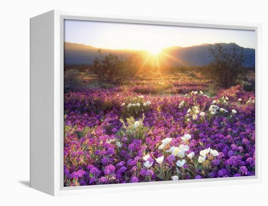 Sand Verbena and Dune Primrose Wildflowers at Sunset, Anza-Borrego Desert State Park, California-Christopher Talbot Frank-Framed Premier Image Canvas