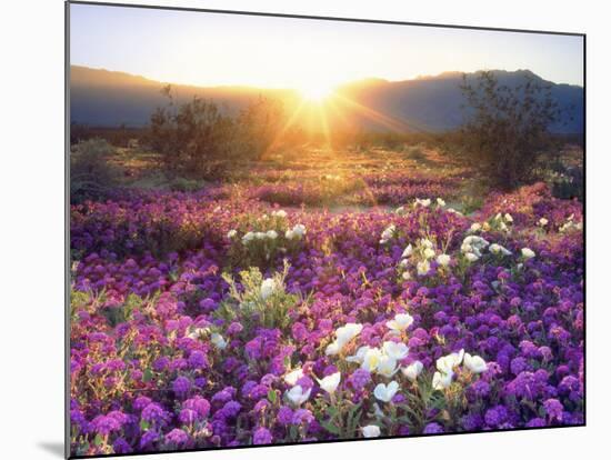 Sand Verbena and Dune Primrose Wildflowers at Sunset, Anza-Borrego Desert State Park, California-Christopher Talbot Frank-Mounted Premium Photographic Print