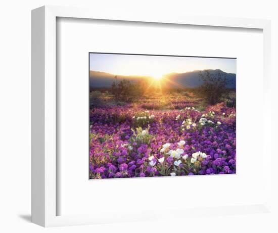 Sand Verbena and Dune Primrose Wildflowers at Sunset, Anza-Borrego Desert State Park, California-Christopher Talbot Frank-Framed Photographic Print