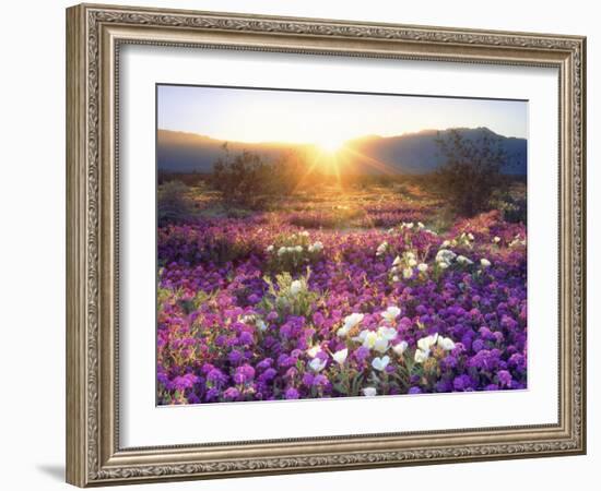 Sand Verbena and Dune Primrose Wildflowers at Sunset, Anza-Borrego Desert State Park, California-Christopher Talbot Frank-Framed Photographic Print