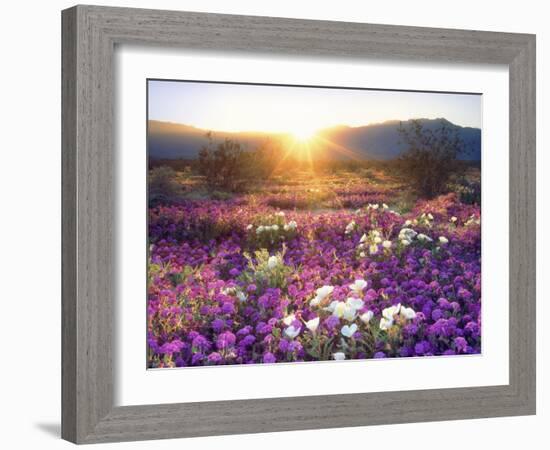 Sand Verbena and Dune Primrose Wildflowers at Sunset, Anza-Borrego Desert State Park, California-Christopher Talbot Frank-Framed Photographic Print