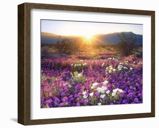 Sand Verbena and Dune Primrose Wildflowers at Sunset, Anza-Borrego Desert State Park, California-Christopher Talbot Frank-Framed Photographic Print