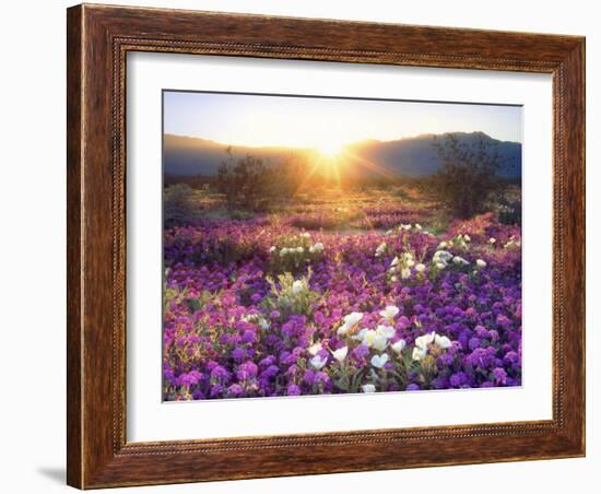 Sand Verbena and Dune Primrose Wildflowers at Sunset, Anza-Borrego Desert State Park, California-Christopher Talbot Frank-Framed Photographic Print