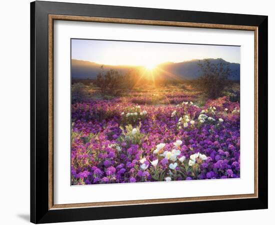 Sand Verbena and Dune Primrose Wildflowers at Sunset, Anza-Borrego Desert State Park, California-Christopher Talbot Frank-Framed Photographic Print