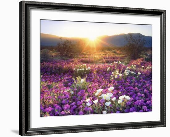 Sand Verbena and Dune Primrose Wildflowers at Sunset, Anza-Borrego Desert State Park, California-Christopher Talbot Frank-Framed Photographic Print