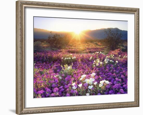 Sand Verbena and Dune Primrose Wildflowers at Sunset, Anza-Borrego Desert State Park, California-Christopher Talbot Frank-Framed Photographic Print