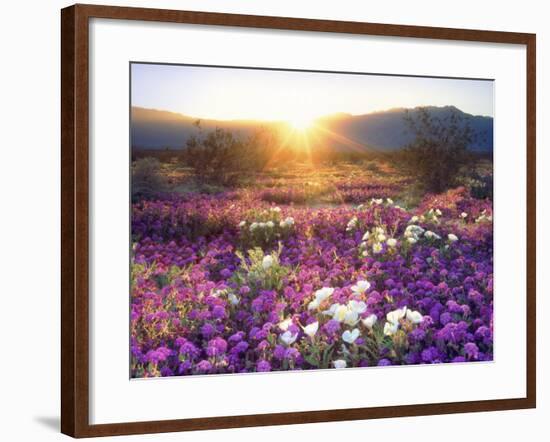 Sand Verbena and Dune Primrose Wildflowers at Sunset, Anza-Borrego Desert State Park, California-Christopher Talbot Frank-Framed Photographic Print