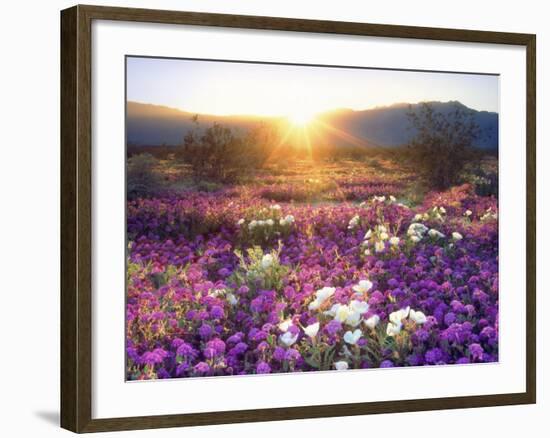 Sand Verbena and Dune Primrose Wildflowers at Sunset, Anza-Borrego Desert State Park, California-Christopher Talbot Frank-Framed Photographic Print