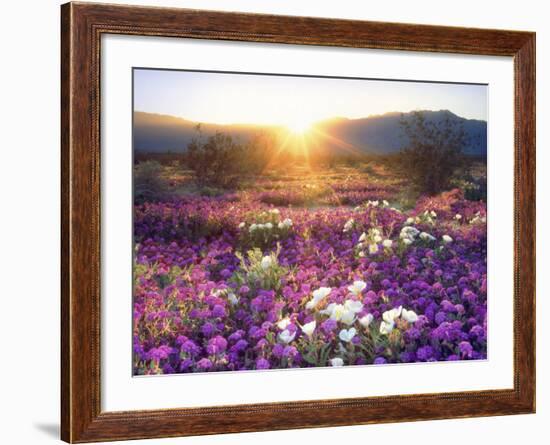 Sand Verbena and Dune Primrose Wildflowers at Sunset, Anza-Borrego Desert State Park, California-Christopher Talbot Frank-Framed Photographic Print