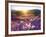 Sand Verbena and Dune Primrose Wildflowers at Sunset, Anza-Borrego Desert State Park, California-Christopher Talbot Frank-Framed Photographic Print