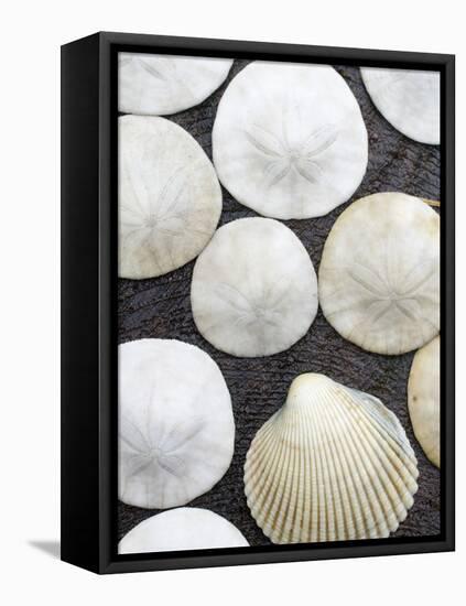 Sanddollars Set on a Stump Along Trail in Oregon.-Justin Bailie-Framed Premier Image Canvas