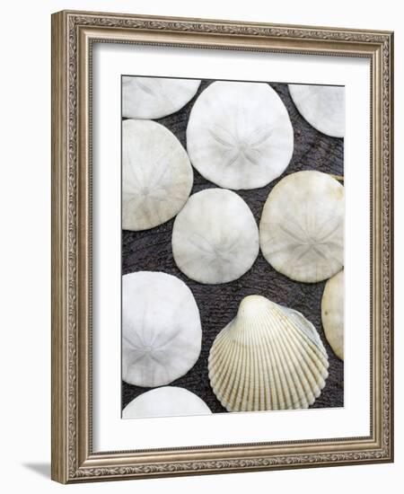 Sanddollars Set on a Stump Along Trail in Oregon.-Justin Bailie-Framed Photographic Print