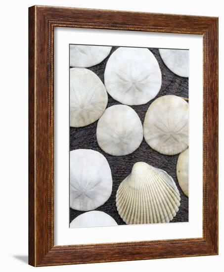 Sanddollars Set on a Stump Along Trail in Oregon.-Justin Bailie-Framed Photographic Print