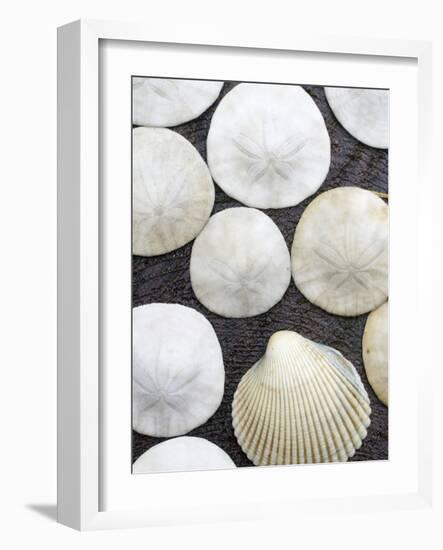 Sanddollars Set on a Stump Along Trail in Oregon.-Justin Bailie-Framed Photographic Print