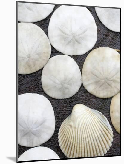 Sanddollars Set on a Stump Along Trail in Oregon.-Justin Bailie-Mounted Photographic Print