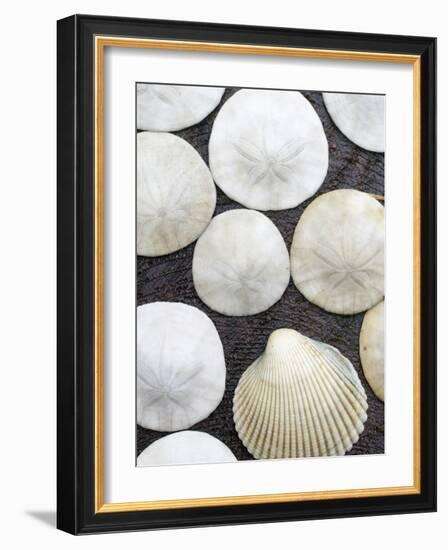 Sanddollars Set on a Stump Along Trail in Oregon.-Justin Bailie-Framed Photographic Print