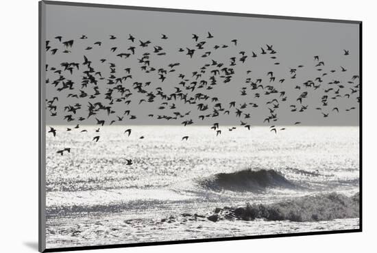 Sanderling (Calidris alba) flock, in flight, silhouetted over sea, New York-Mike Lane-Mounted Photographic Print