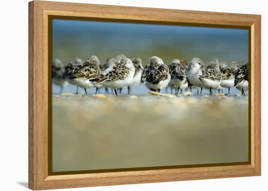 Sanderling (Calidris Alba) Flock Roosting, Böhl, Germany, April 2009-Nov?k-Framed Premier Image Canvas