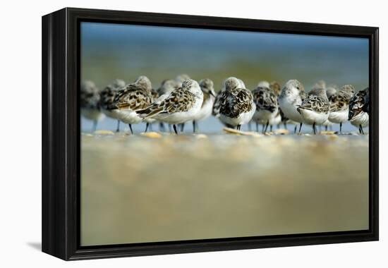 Sanderling (Calidris Alba) Flock Roosting, Böhl, Germany, April 2009-Nov?k-Framed Premier Image Canvas