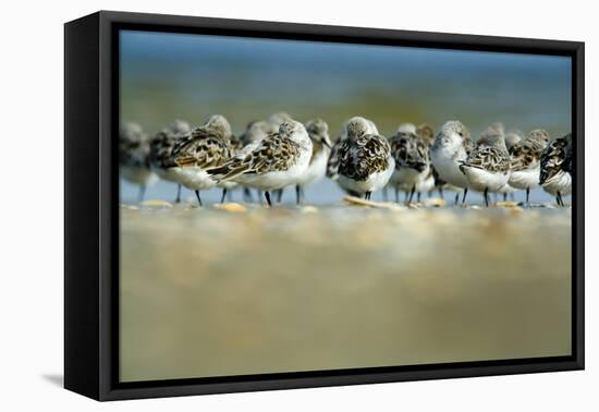 Sanderling (Calidris Alba) Flock Roosting, Böhl, Germany, April 2009-Nov?k-Framed Premier Image Canvas