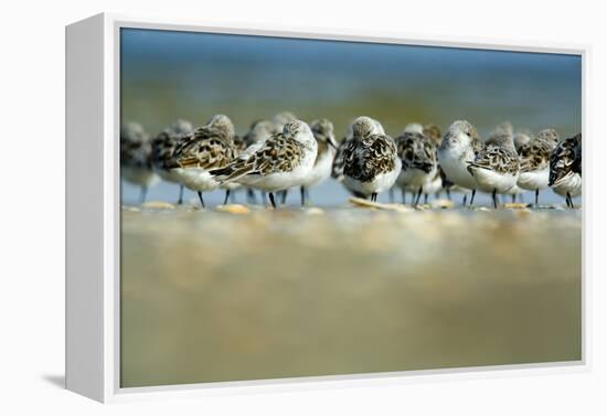 Sanderling (Calidris Alba) Flock Roosting, Böhl, Germany, April 2009-Nov?k-Framed Premier Image Canvas