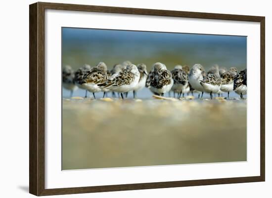 Sanderling (Calidris Alba) Flock Roosting, Böhl, Germany, April 2009-Nov?k-Framed Photographic Print