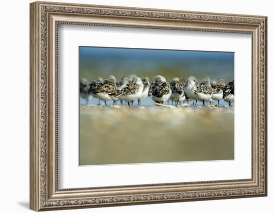 Sanderling (Calidris Alba) Flock Roosting, Böhl, Germany, April 2009-Nov?k-Framed Photographic Print