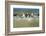 Sanderling (Calidris Alba) Flock Roosting, Böhl, Germany, April 2009-Nov?k-Framed Photographic Print