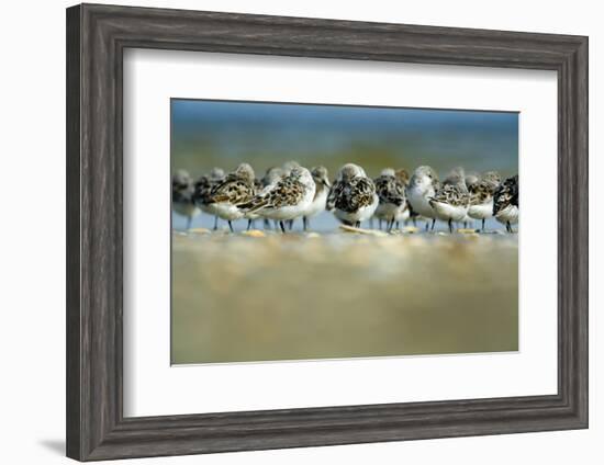 Sanderling (Calidris Alba) Flock Roosting, Böhl, Germany, April 2009-Nov?k-Framed Photographic Print