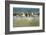 Sanderling (Calidris Alba) Flock Roosting, Böhl, Germany, April 2009-Nov?k-Framed Photographic Print