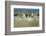 Sanderling (Calidris Alba) Flock Roosting, Böhl, Germany, April 2009-Nov?k-Framed Photographic Print