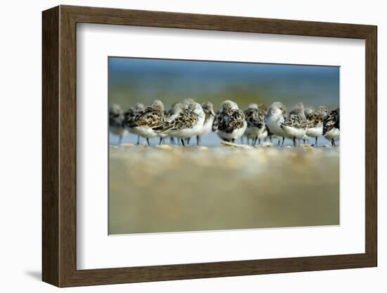 Sanderling (Calidris Alba) Flock Roosting, Böhl, Germany, April 2009-Nov?k-Framed Photographic Print