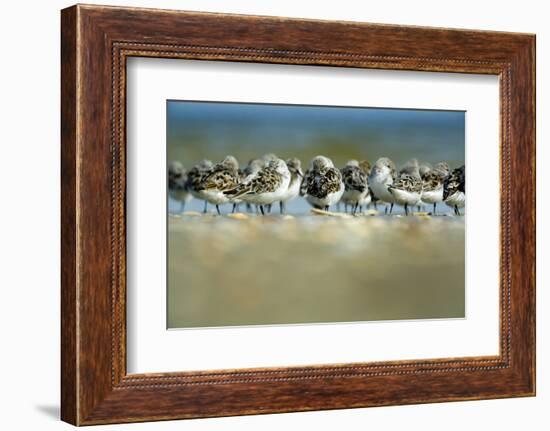 Sanderling (Calidris Alba) Flock Roosting, Böhl, Germany, April 2009-Nov?k-Framed Photographic Print