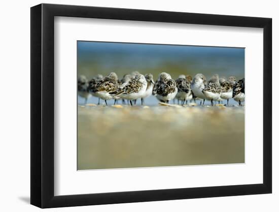 Sanderling (Calidris Alba) Flock Roosting, Böhl, Germany, April 2009-Nov?k-Framed Photographic Print