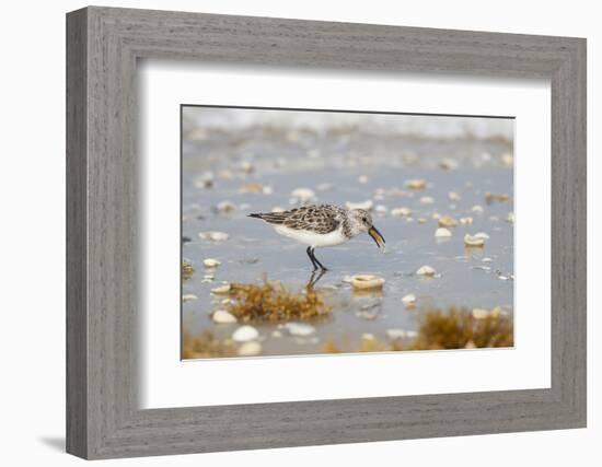 Sanderling (Calidris Alba) Running on Beach-Larry Ditto-Framed Photographic Print