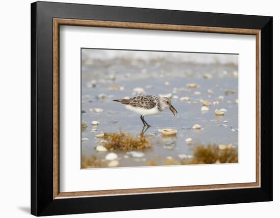 Sanderling (Calidris Alba) Running on Beach-Larry Ditto-Framed Photographic Print