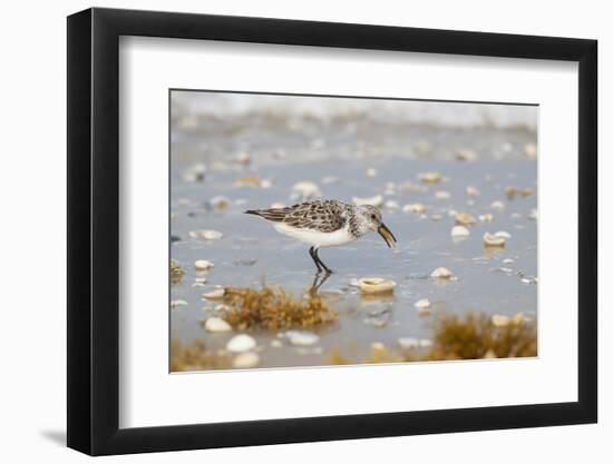 Sanderling (Calidris Alba) Running on Beach-Larry Ditto-Framed Photographic Print