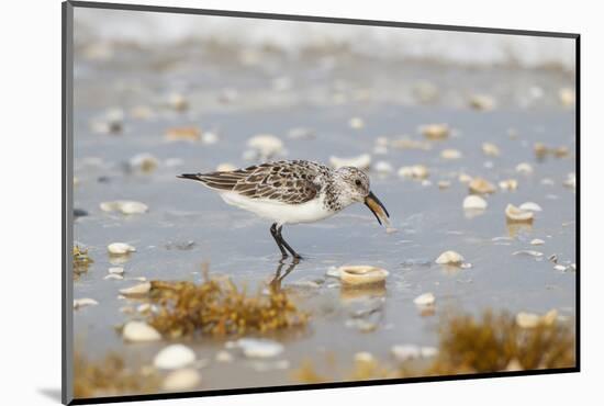 Sanderling (Calidris Alba) Running on Beach-Larry Ditto-Mounted Photographic Print