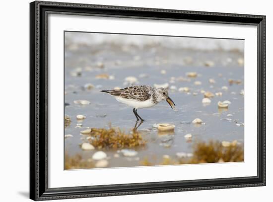 Sanderling (Calidris Alba) Running on Beach-Larry Ditto-Framed Photographic Print