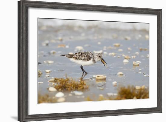 Sanderling (Calidris Alba) Running on Beach-Larry Ditto-Framed Photographic Print